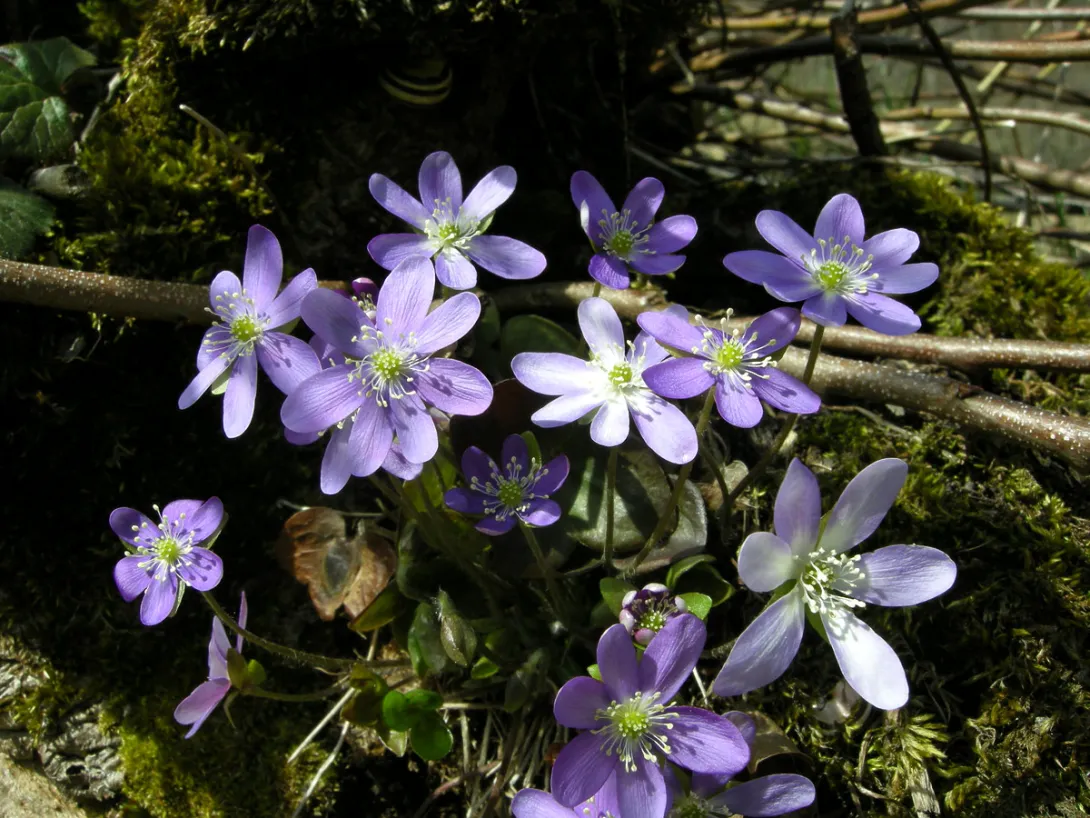 Hepatica nobilis